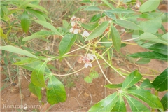 Manihot esculenta